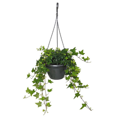 Hedera Plant, Indoor Ivy Plant, Buy Hedera Online,Hedera Care Guide,English Ivy
